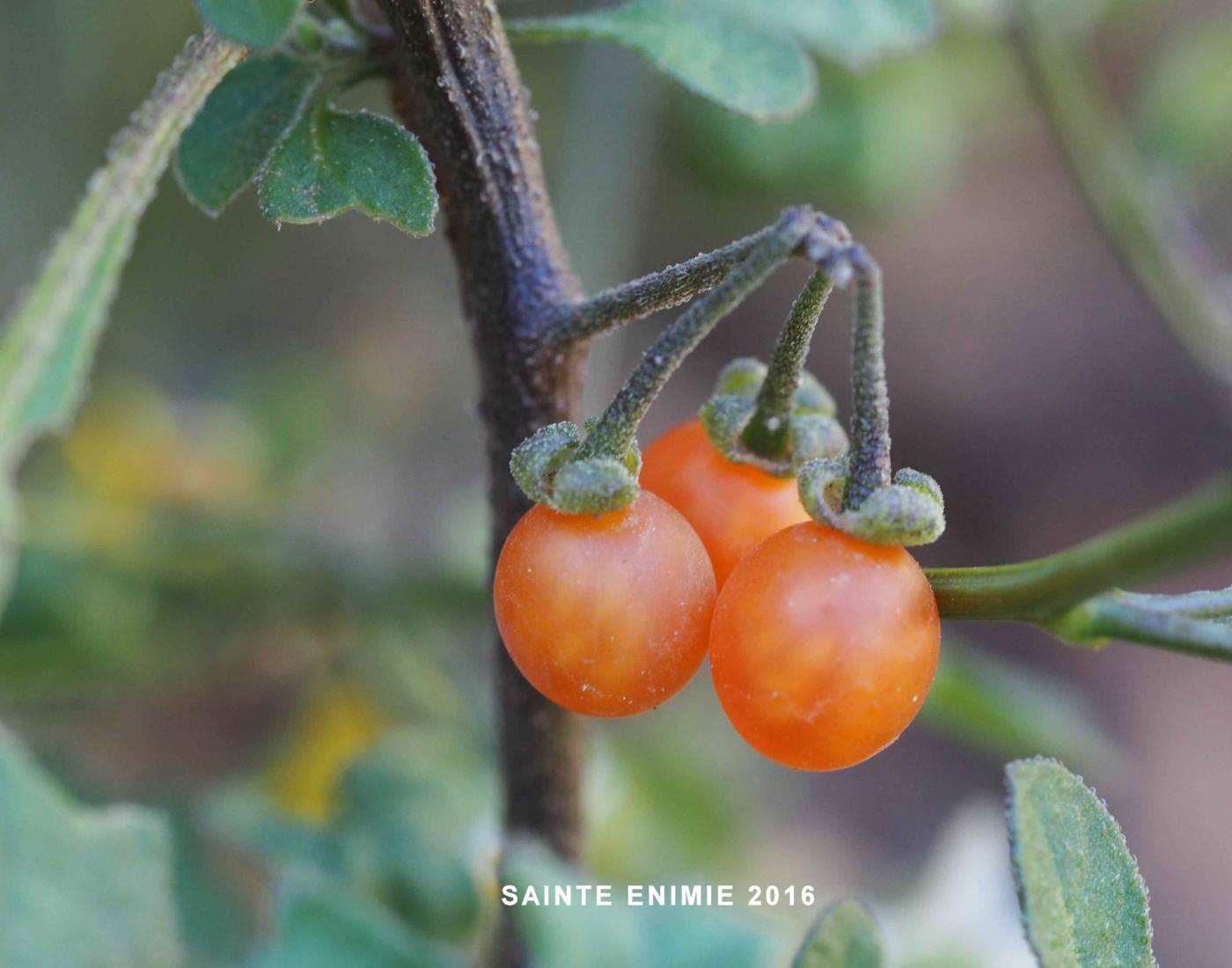 Nightshade, Yellow fruit